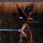 Wenn der Seeadler seine Beute ditscht... 