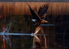 Wenn der Seeadler seine Beute ditscht... 