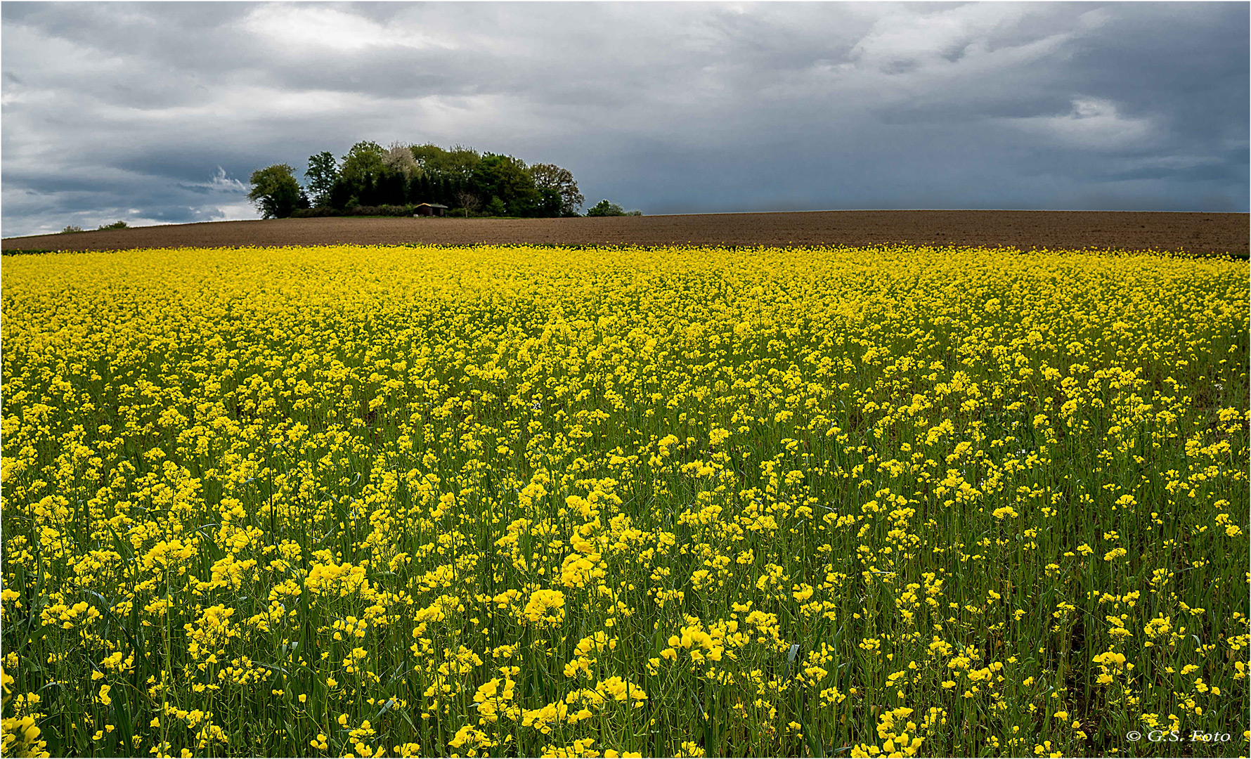 Wenn der Senf blüht......