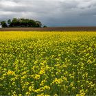 Wenn der Senf blüht......