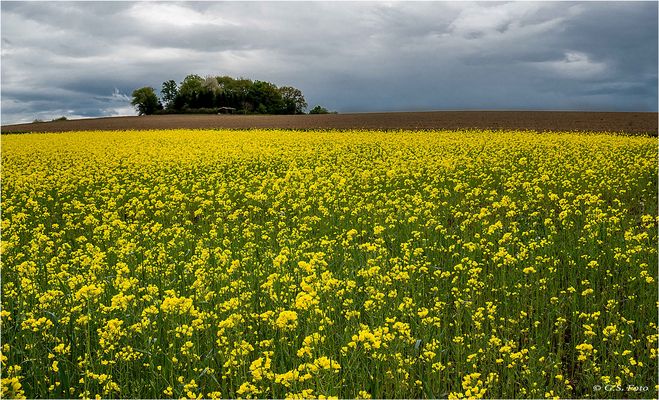 Wenn der Senf blüht......
