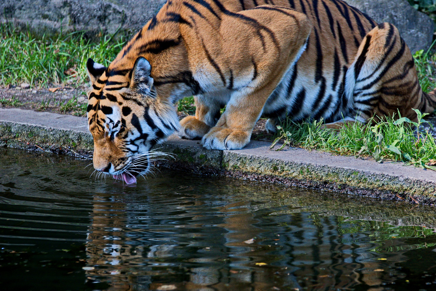 Wenn der Sommer so heiß ist muss auch ein Tiger trinken