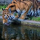 Wenn der Sommer so heiß ist muss auch ein Tiger trinken