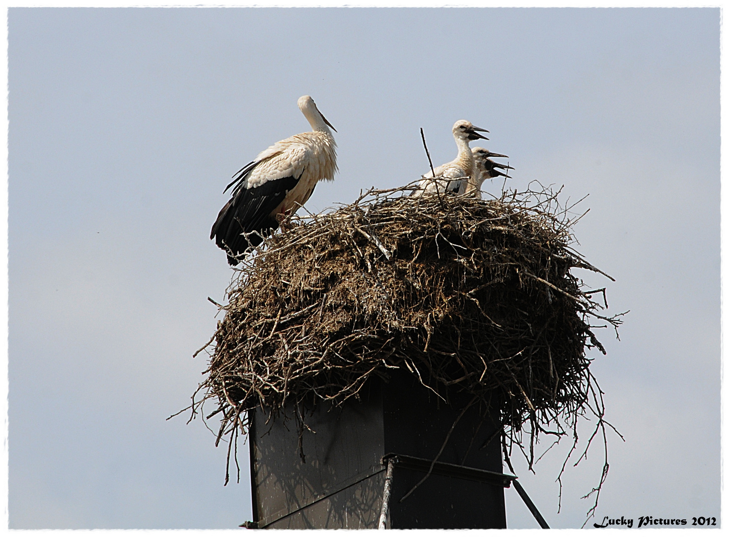 wenn der Storch einschlägt...