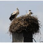 wenn der Storch einschlägt...