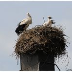 wenn der Storch einschlägt...