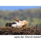 Wenn der Storch kommt...