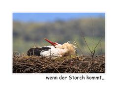 Wenn der Storch kommt...