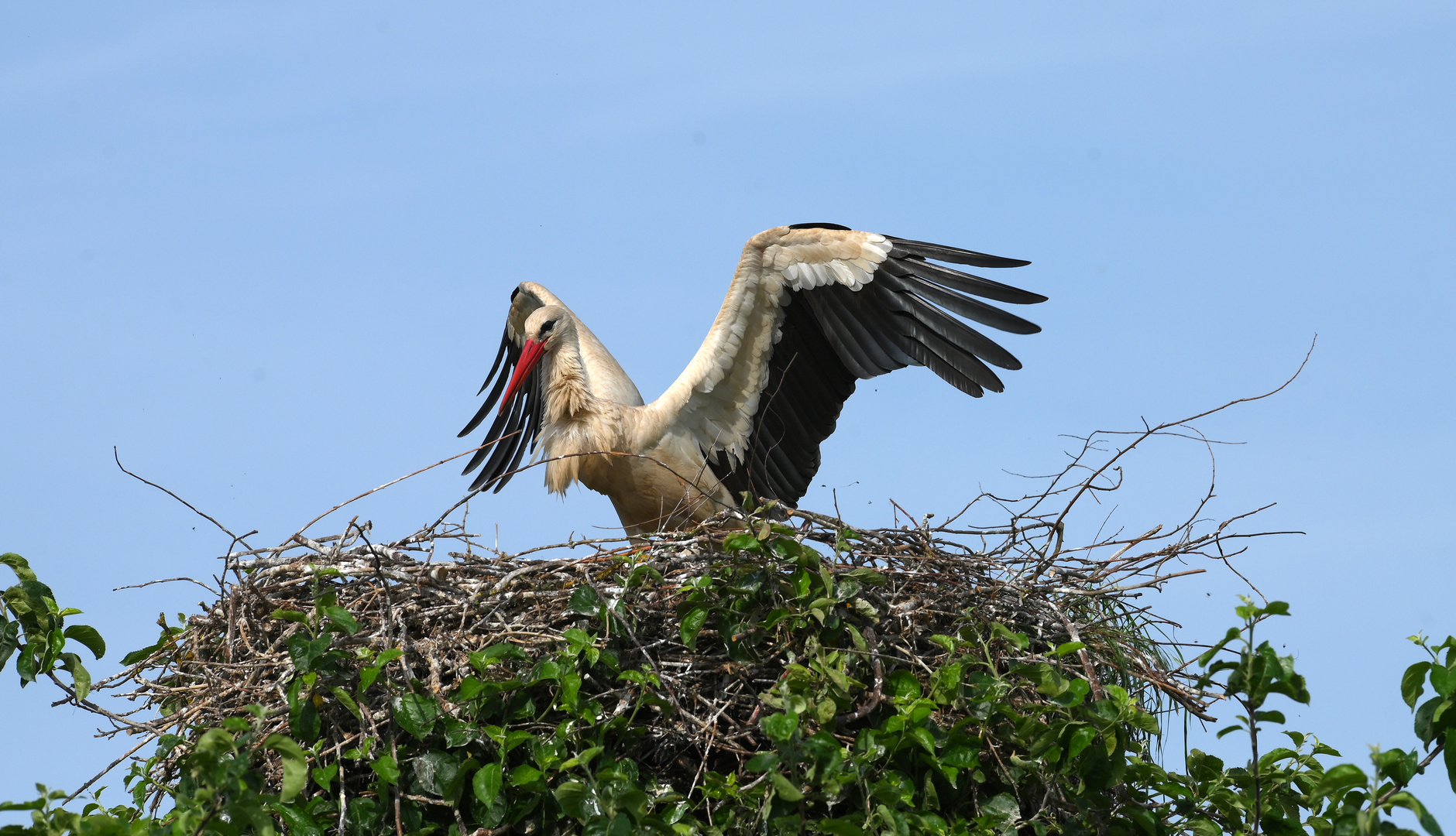 Wenn der Storch kommt dann ....