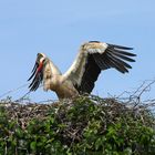 Wenn der Storch kommt dann ....