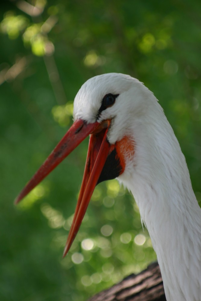 Wenn der Storch zweimal klappert