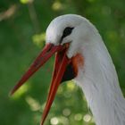 Wenn der Storch zweimal klappert