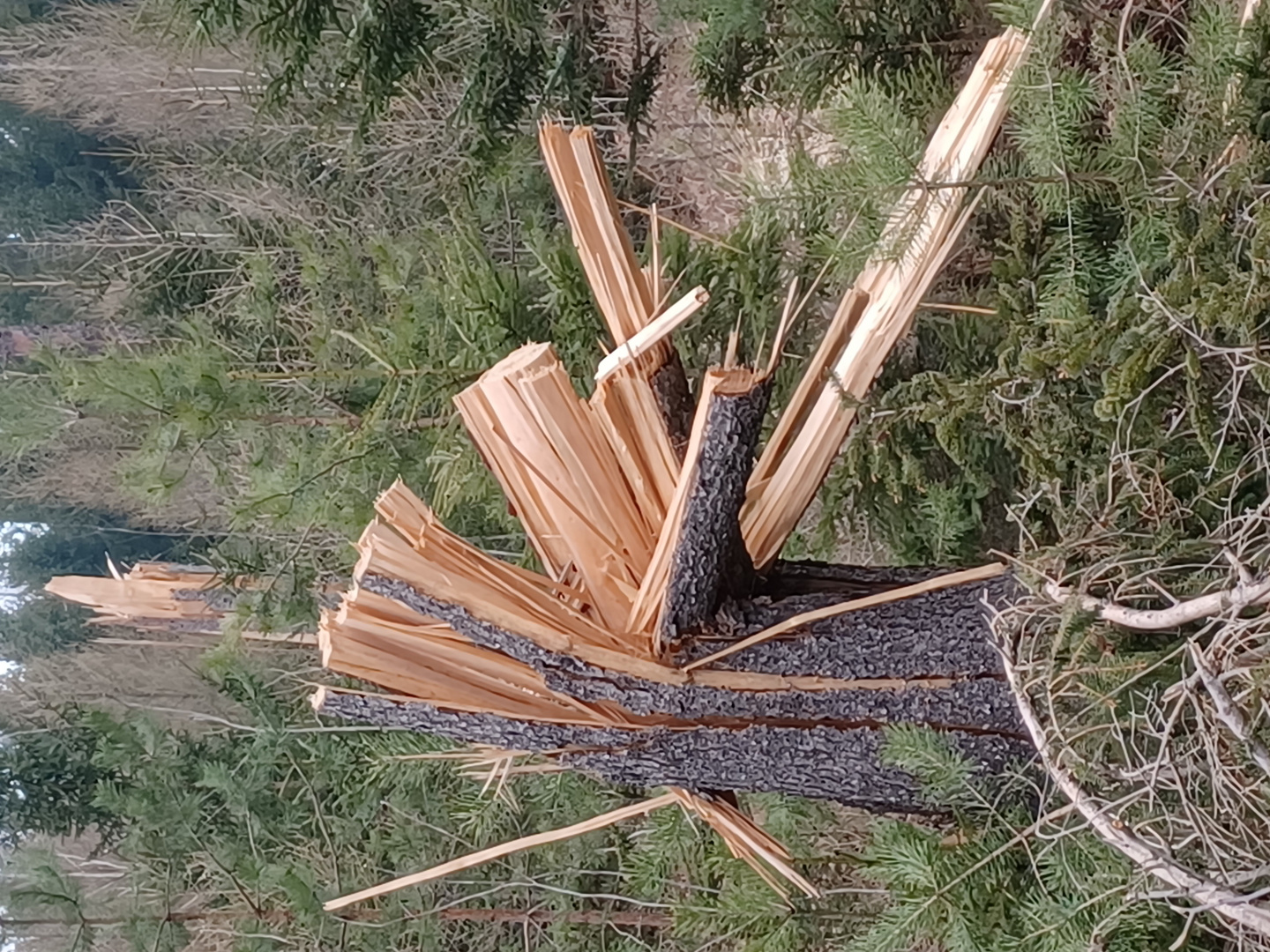 wenn der Sturm durch den Wald zieht