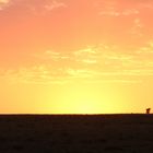 wenn der Tag in Masai Mara erwacht