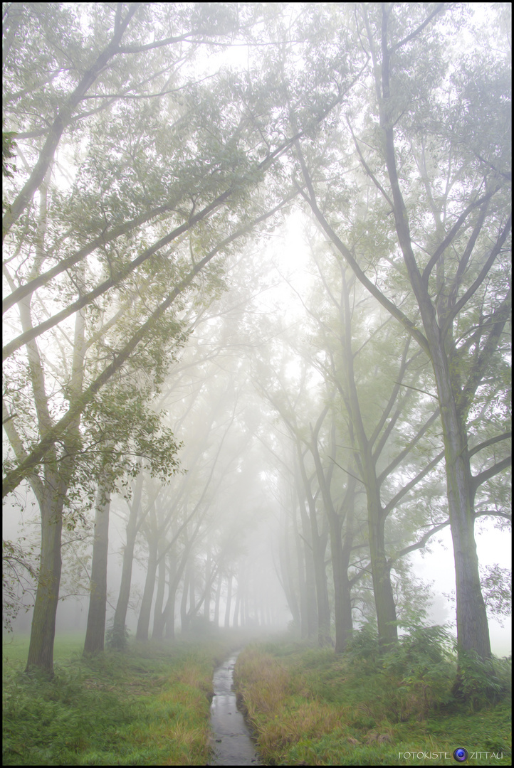 Wenn der Tag mit Nebel beginnt...