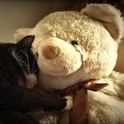 Wenn der " Teddy " mit dem Teddy .....