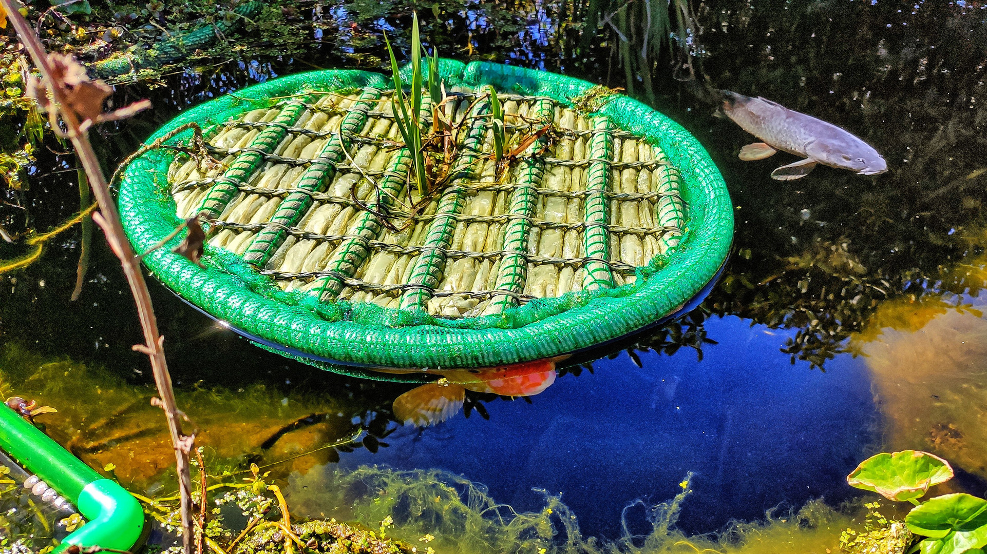 wenn der Teich erwacht