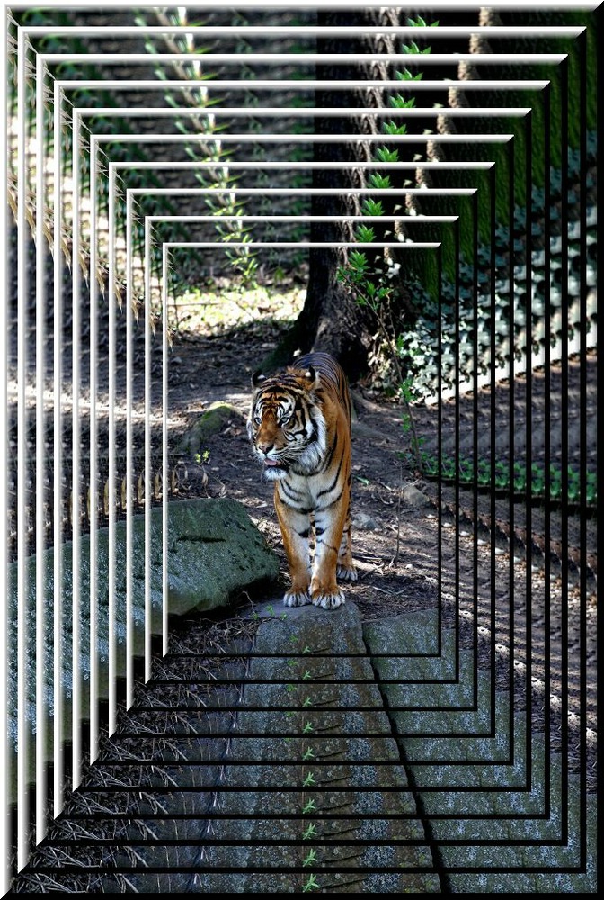 Wenn der Tiger kommt