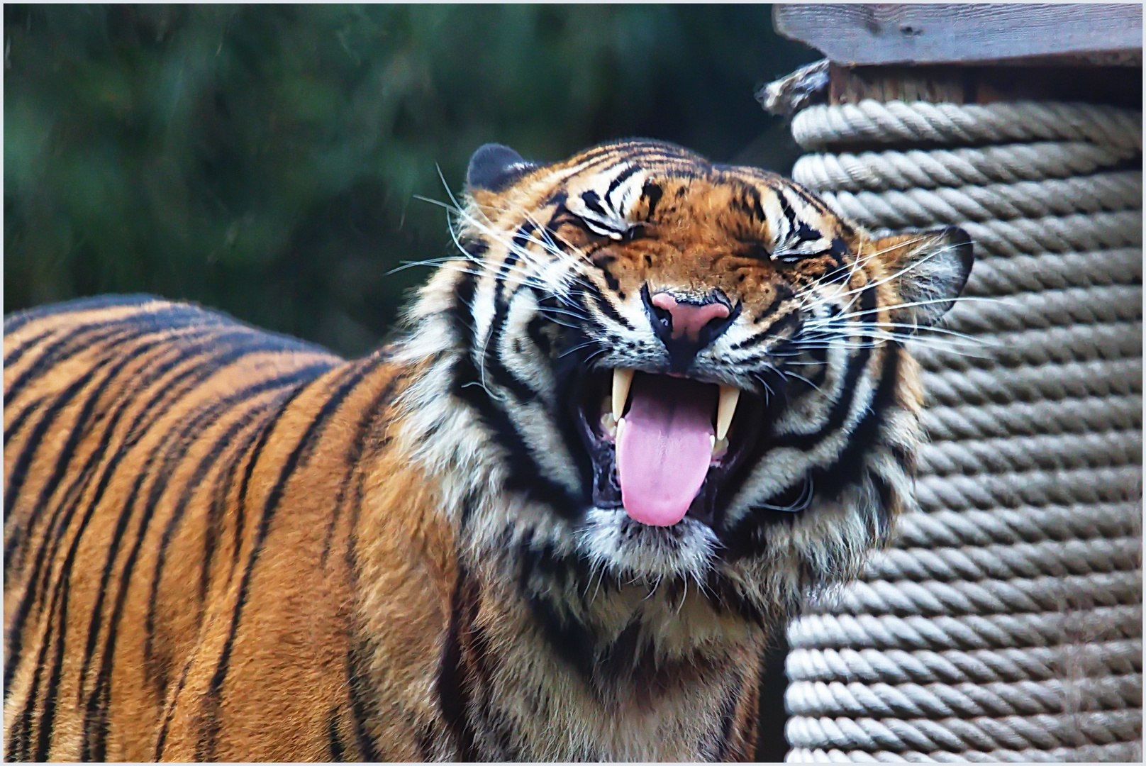 wenn der Tiger niesen muss