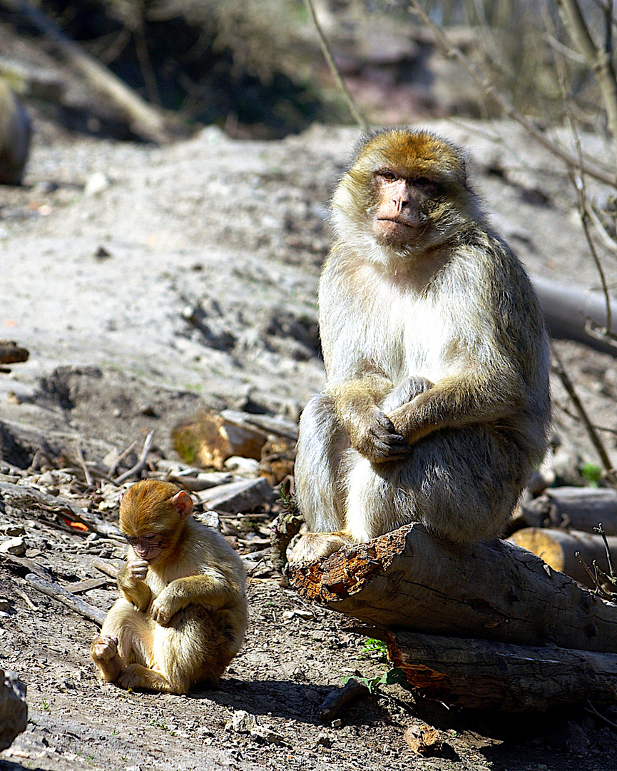 Wenn der Vater mit dem Sohn.........