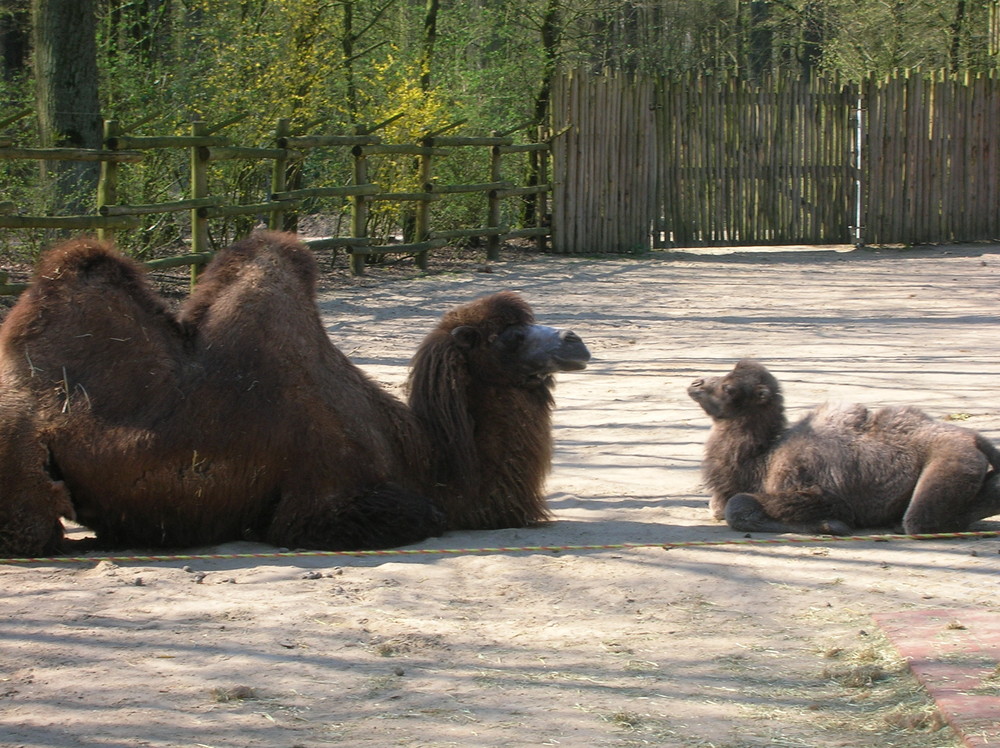 Wenn der Vater mit dem Sohn