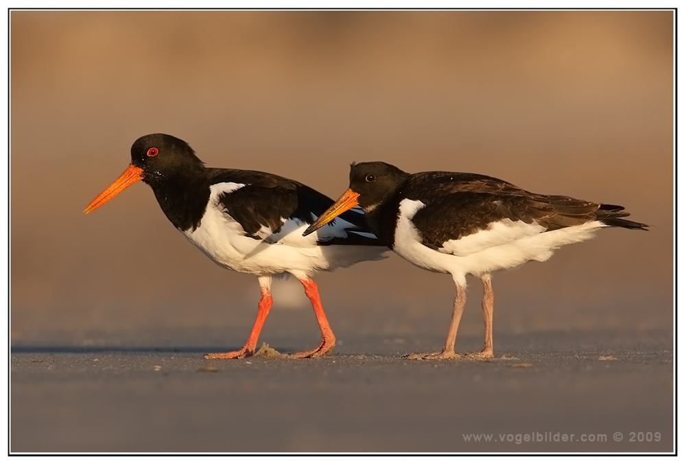 Wenn der Vater mit dem Sohne... Austernfischer (Haematopus ostralegus)