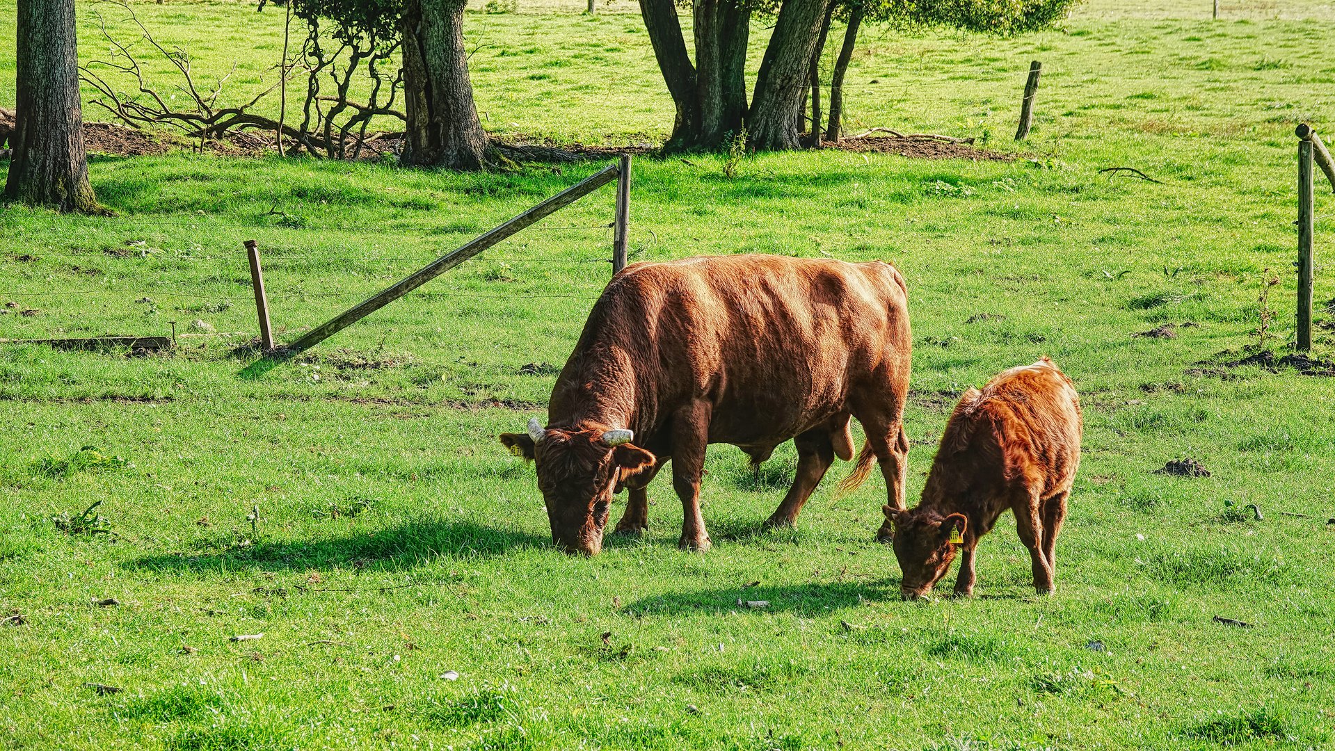 Wenn der Vater mit dem Sohne....