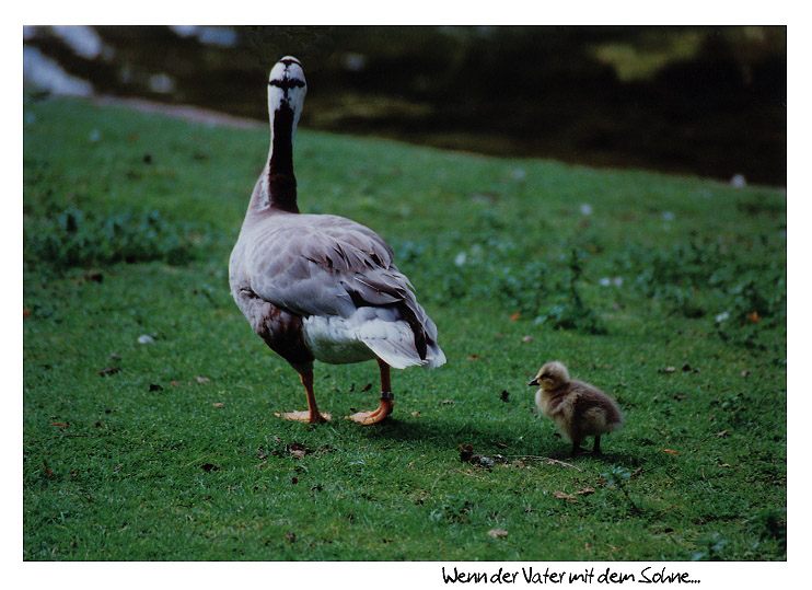 Wenn der Vater mit dem Sohne...