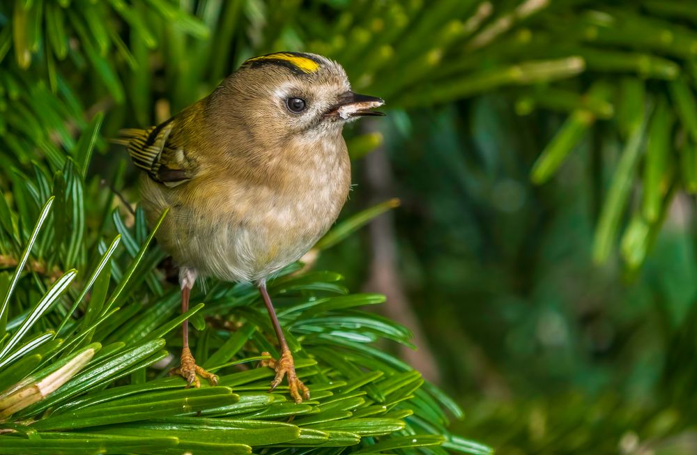 "WENN DER VOGEL FRISST - DANN PFEIFT ER NICHT"