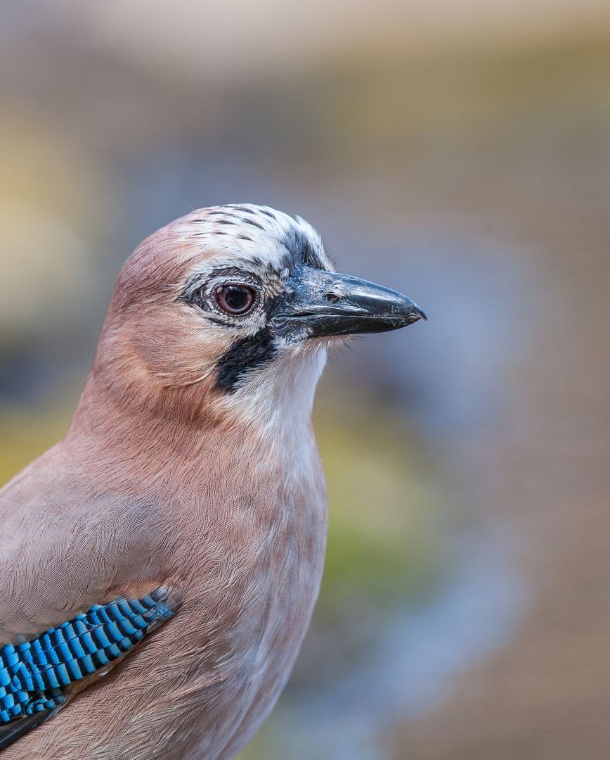 Wenn der Vogel mal wieder zu nah ist......