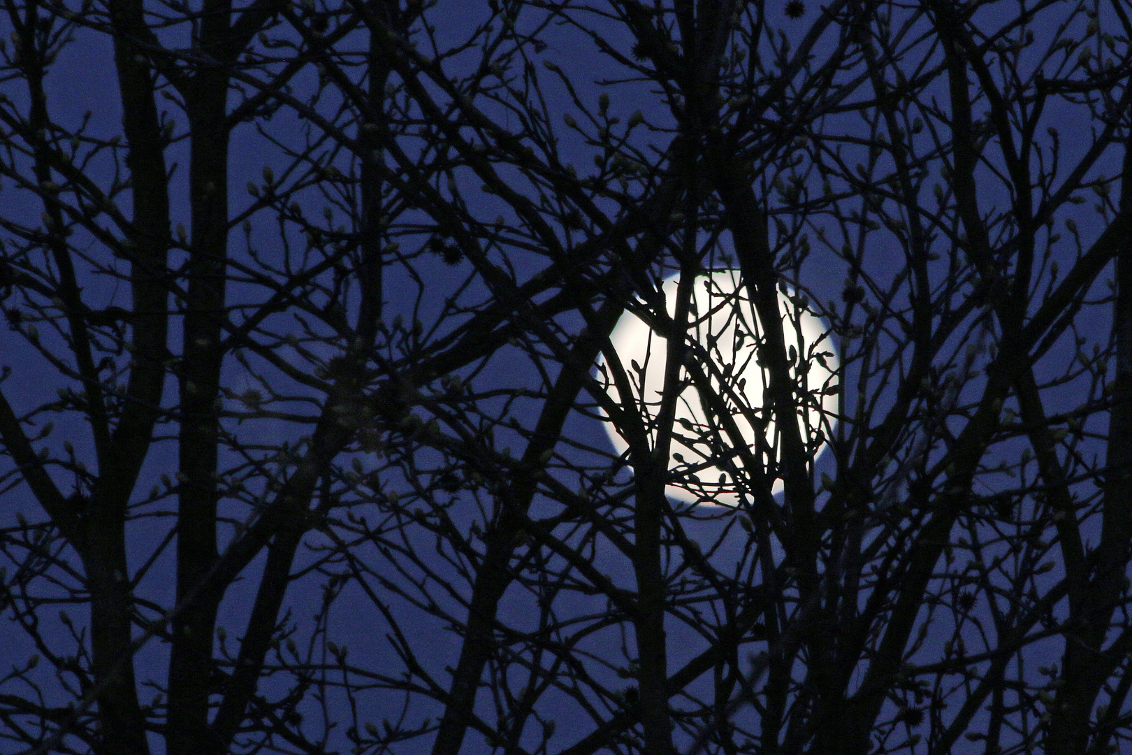 wenn der Vollmond durch die Äste scheint