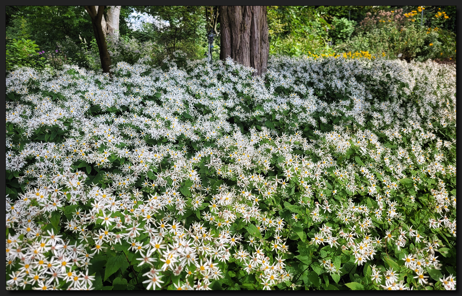 ...Wenn der Wald blüht...