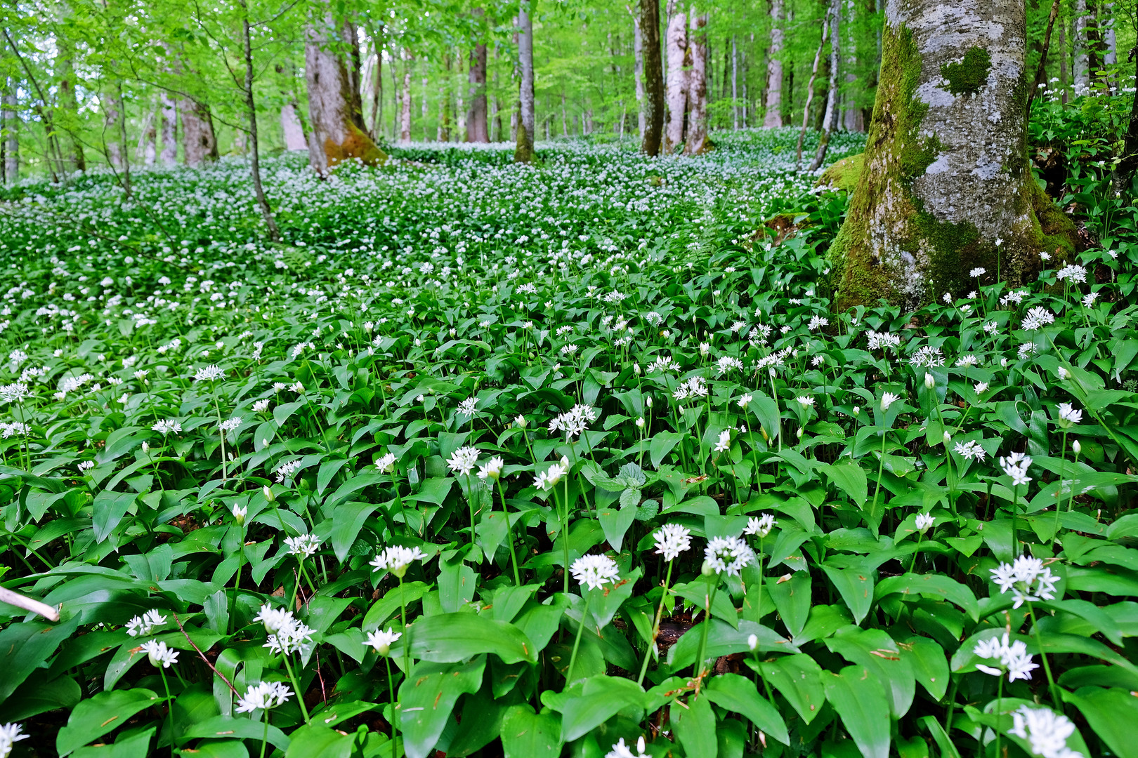 Wenn der Wald blüht!