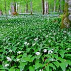 Wenn der Wald blüht!