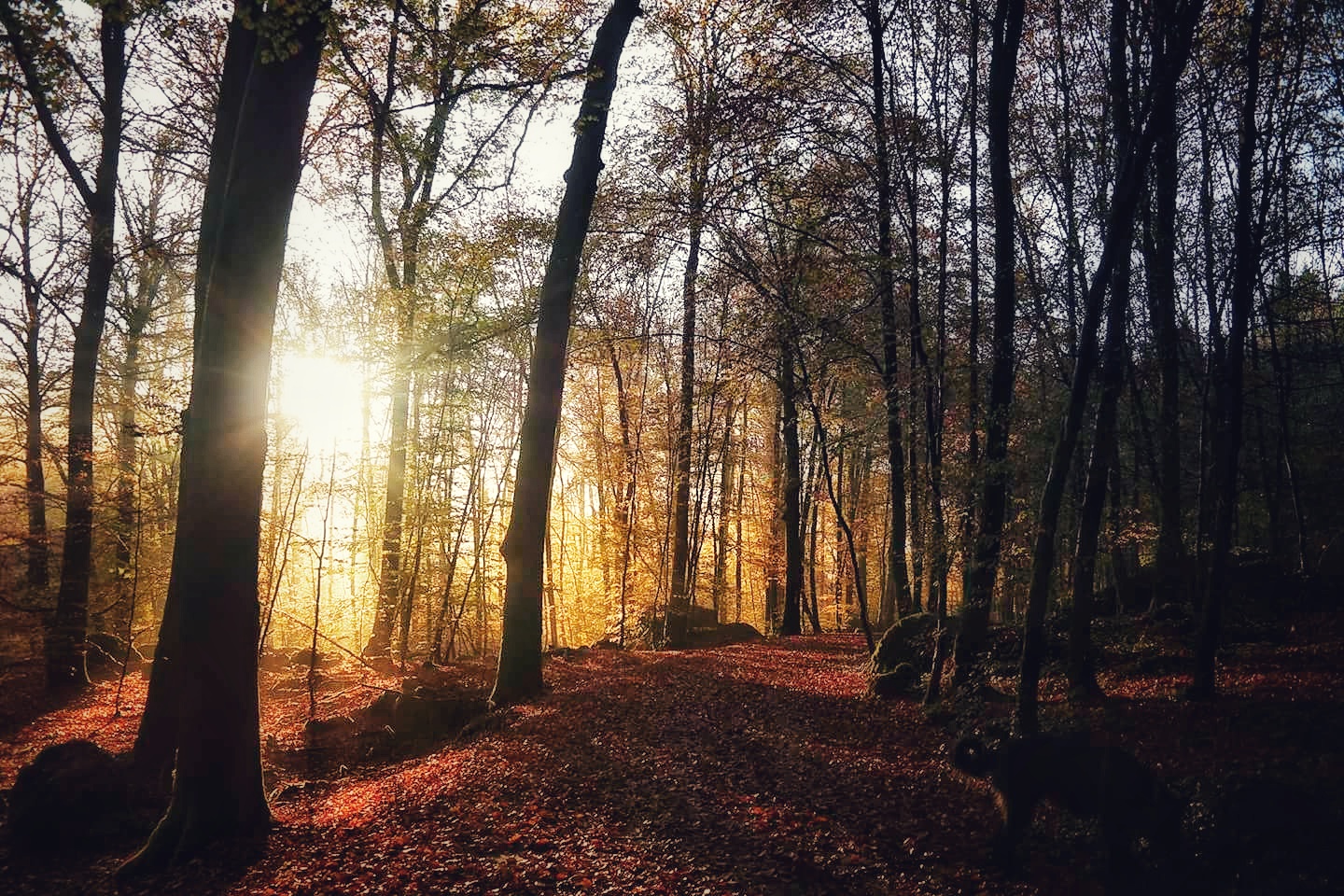 wenn der Wald erwacht