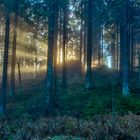 ..wenn der Wald glüht...