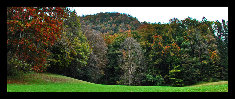 Wenn der Wald mit Farben spielt