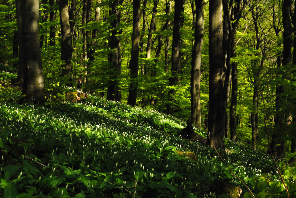 Wenn der Wald nach Knoblauch riecht,