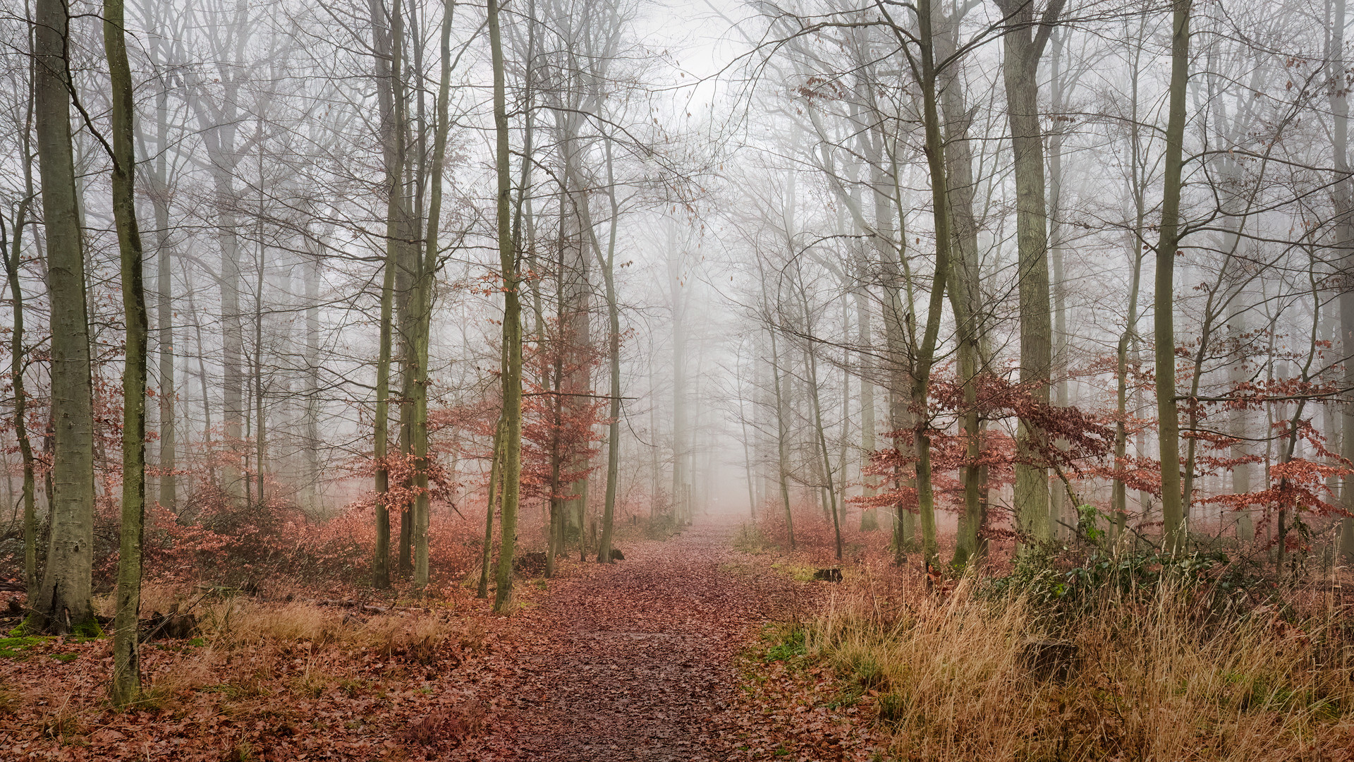 Wenn der Wald sich entkleidet hat