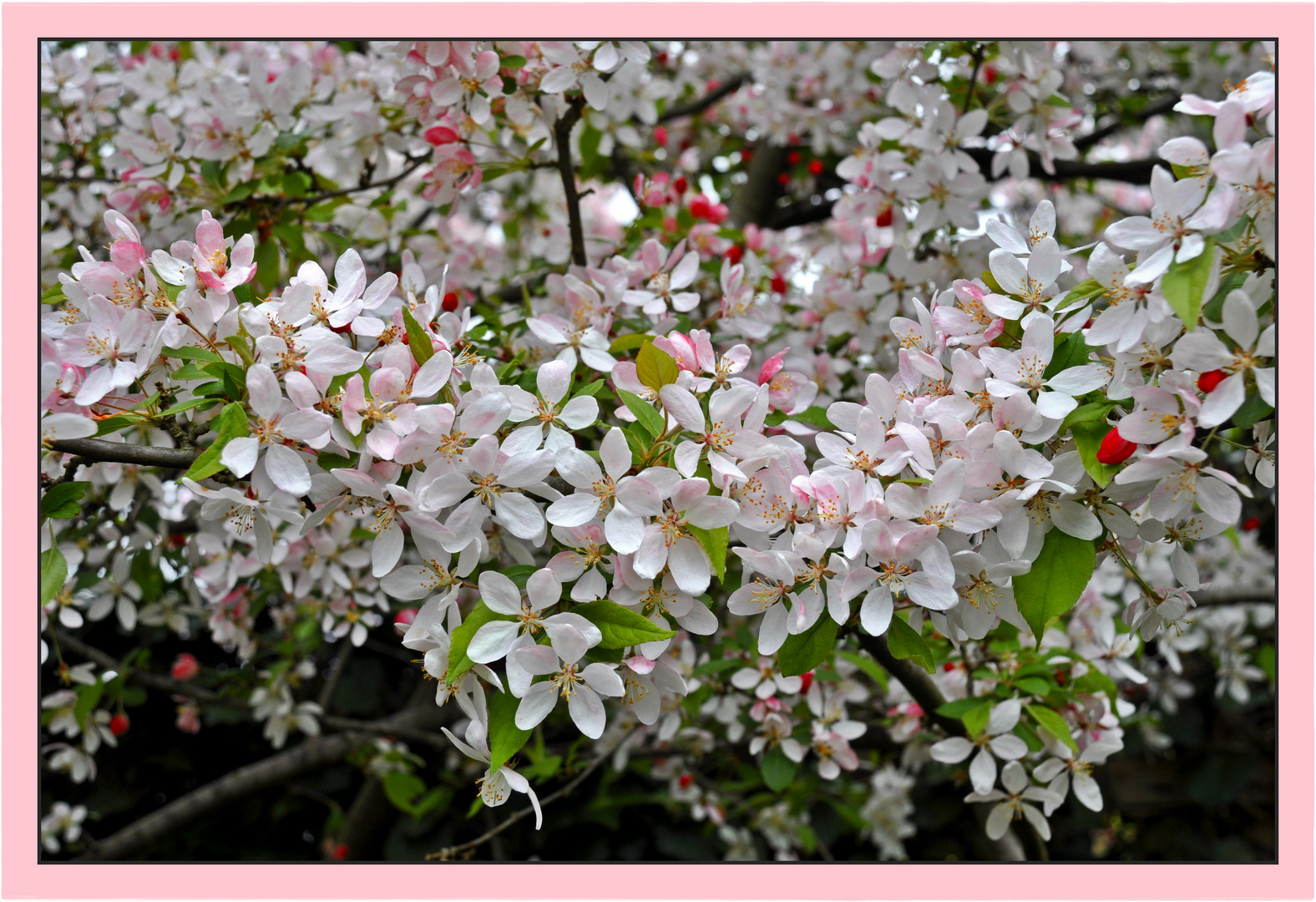 Wenn der Weichselbaum duft'ge Blüten schneit