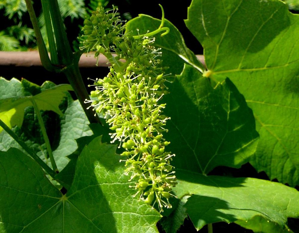 Wenn der Wein blüht... Foto & Bild naturmakros, naturkreativ