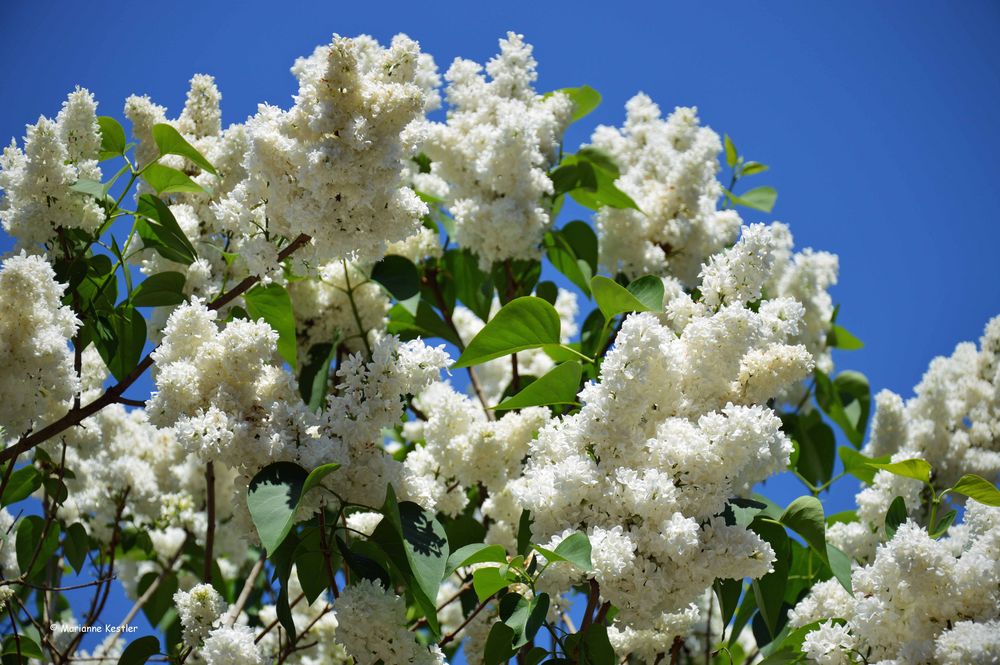 Wenn der weiße Flieder wieder blüht Foto & Bild frühling, weiß, natur Bilder auf Wenn der weiße Flieder wieder blüht Foto & Bild frühling, weiß, natur Bilder auf