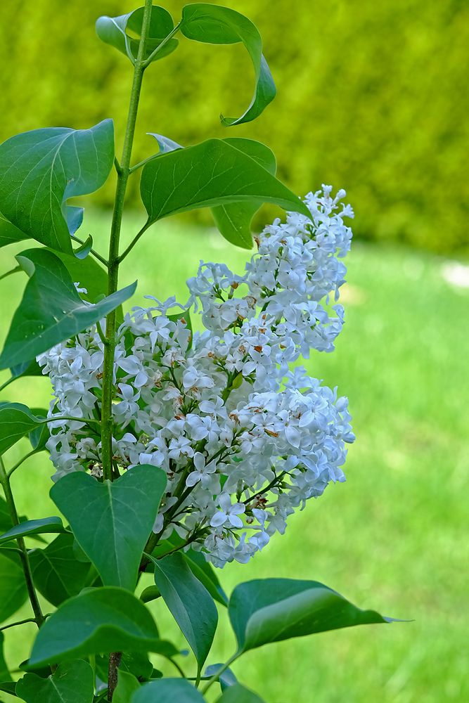 "Wenn der weiße Flieder wieder blüht ... " (Syringa-vulgaris-Hybride) 