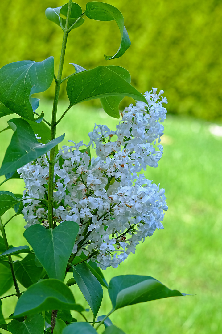 "Wenn der weiße Flieder wieder blüht ... " (Syringa-vulgaris-Hybride) 