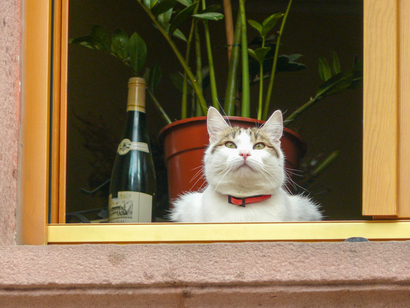 Wenn der wieder nicht kommt, trinke ich die Flasche alleine...