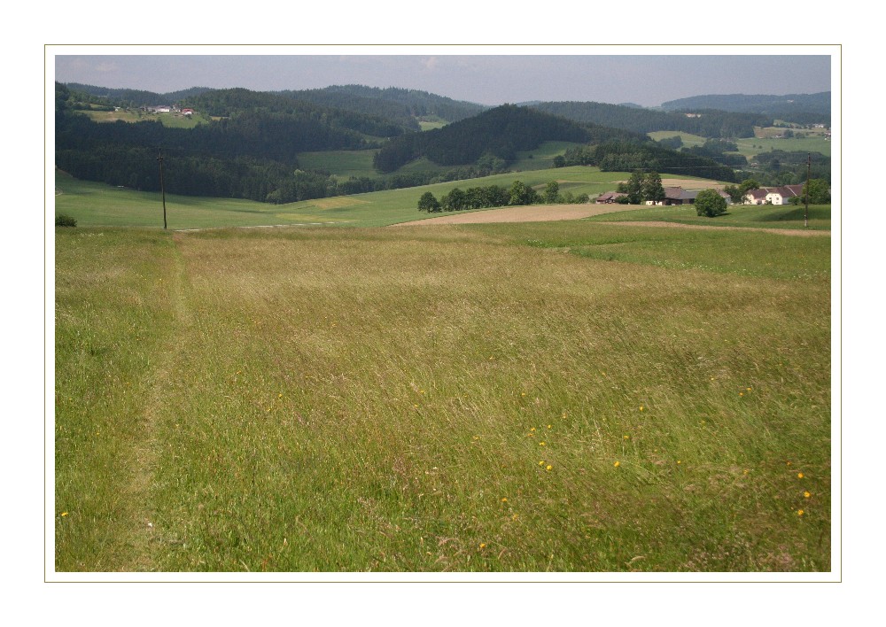 wenn der wind durch das feld weht...