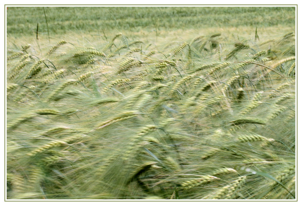 Wenn der Wind über die Felder weht