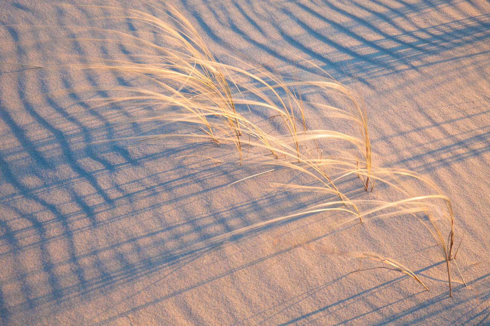 Wenn der Wind und das Licht die Muster zaubert