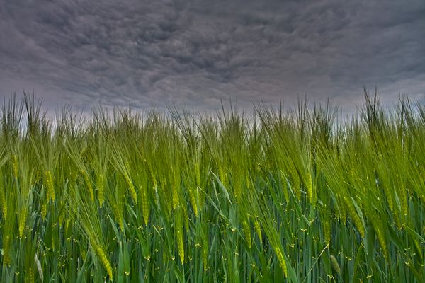 ~Wenn der Wind weht~