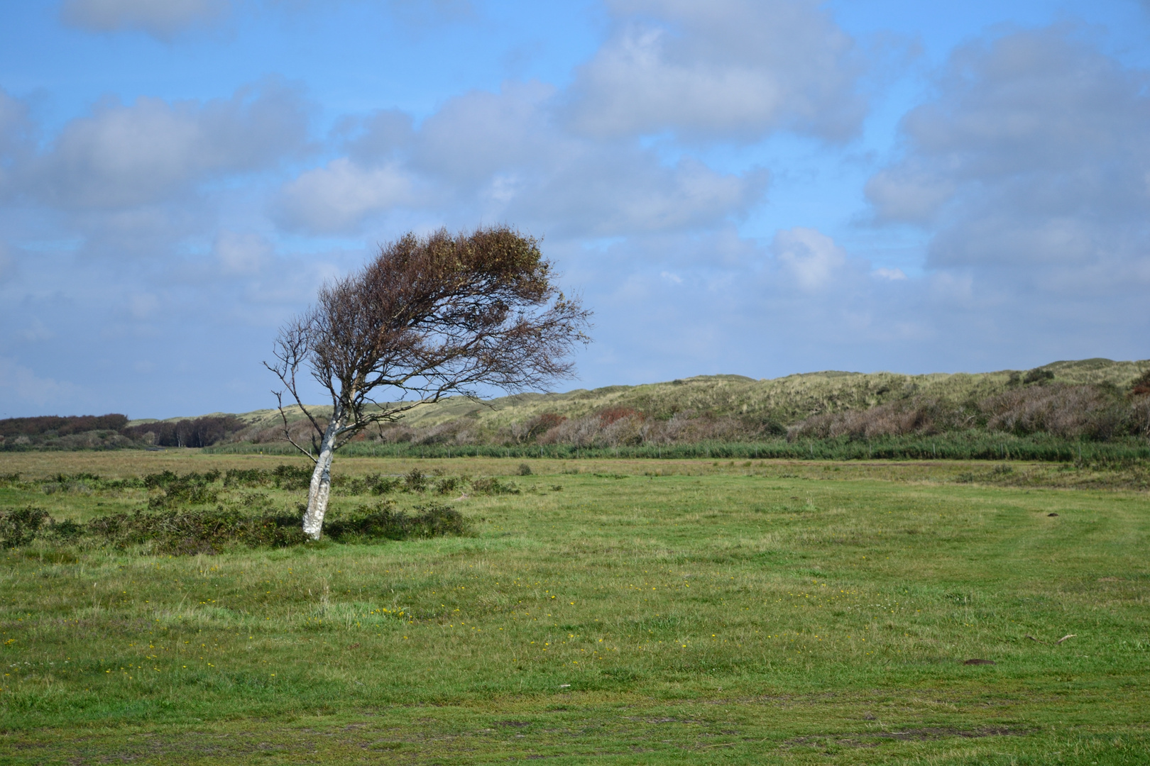 Wenn Der Wind Weht Foto Bild Pflanzen Pilze Flechten Baume Einzelbaume Bilder Auf Fotocommunity